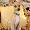 BUDDY, le chihuahua créole