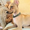 BUDDY, le chihuahua créole