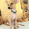 BUDDY, le chihuahua créole