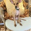 BUDDY, le chihuahua créole