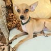 BUDDY, le chihuahua créole