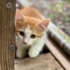 Alva, femelle croisée européen, née le 15/07/2025  🐱
