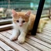 Alva, femelle croisée européen, née le 15/07/2025  🐱