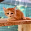 Alva, femelle croisée européen, née le 15/07/2025  🐱