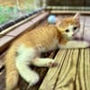 Alva, femelle croisée européen, née le 15/07/2025  🐱