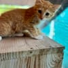 Arius, mâle croisé européen, né le 15/07/2025  🐱