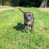 Paty, une Gwada en Normandie