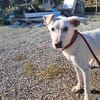 XENA cucciola amorevole
