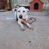 XENA cucciola amorevole