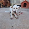 XENA cucciola amorevole
