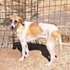 ODETTE dolce bimba pelosa