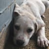 Patch, mâle berger, né le 15/07/2025 🐶
