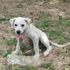 Patch, mâle berger, né le 15/07/2025 🐶
