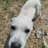 Patch, mâle berger, né le 15/07/2025 🐶