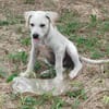 Patch, mâle berger, né le 15/07/2025 🐶