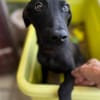 Dusty, mâle croisé berger, né le 15/06/2025 🐶