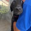 Dusty, mâle croisé berger, né le 15/06/2025 🐶