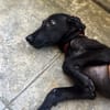 Dusty, mâle croisé berger, né le 15/06/2025 🐶