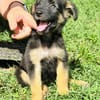 Azia, femelle croisée berger, née le 01/08/2025 🐶