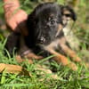 Azia, femelle croisée berger, née le 01/08/2025 🐶