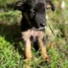 Azia, femelle croisée berger, née le 01/08/2025 🐶