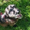 MOKKA (ca.6 J.) ist Liebe pur auf 4 Pfot