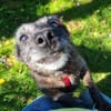MOKKA (ca.6 J.) ist Liebe pur auf 4 Pfot