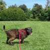 MOKKA (ca.6 J.) ist Liebe pur auf 4 Pfot