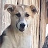 Sansa, hübsches Hundemädchen sucht