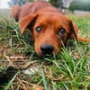 Sunny  ein kleiner Schatz