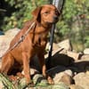 Sunny  ein kleiner Schatz