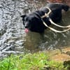 Chico - sucht DRIGEND ein neues Zuhause