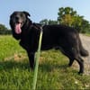 Chico - sucht DRIGEND ein neues Zuhause