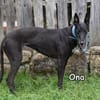 ONA