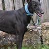 ONA