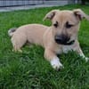Hundekind sucht Bestplatz