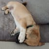 Hundekind sucht Bestplatz
