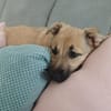 Hundekind sucht Bestplatz