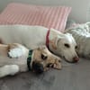 Hundekind sucht Bestplatz