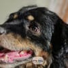 Rudi auf Pflegestelle