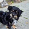 Rudi auf Pflegestelle
