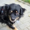 Rudi auf Pflegestelle