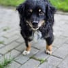 Rudi auf Pflegestelle