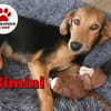 kleiner Bimini sucht seine Familie