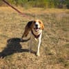 Loki ein toller Familienhund