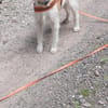 Lunetta - Lucy sucht ein neues Zuhause