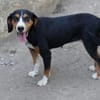 Oranda, geb. ca. 05/2022, 30655 Hannover