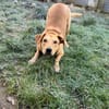 Clementine - wer hat ein Körbchen frei