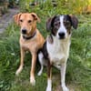 Clementine - wer hat ein Körbchen frei