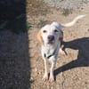 YUMA una dolcissima pelosetta in cerca di amore